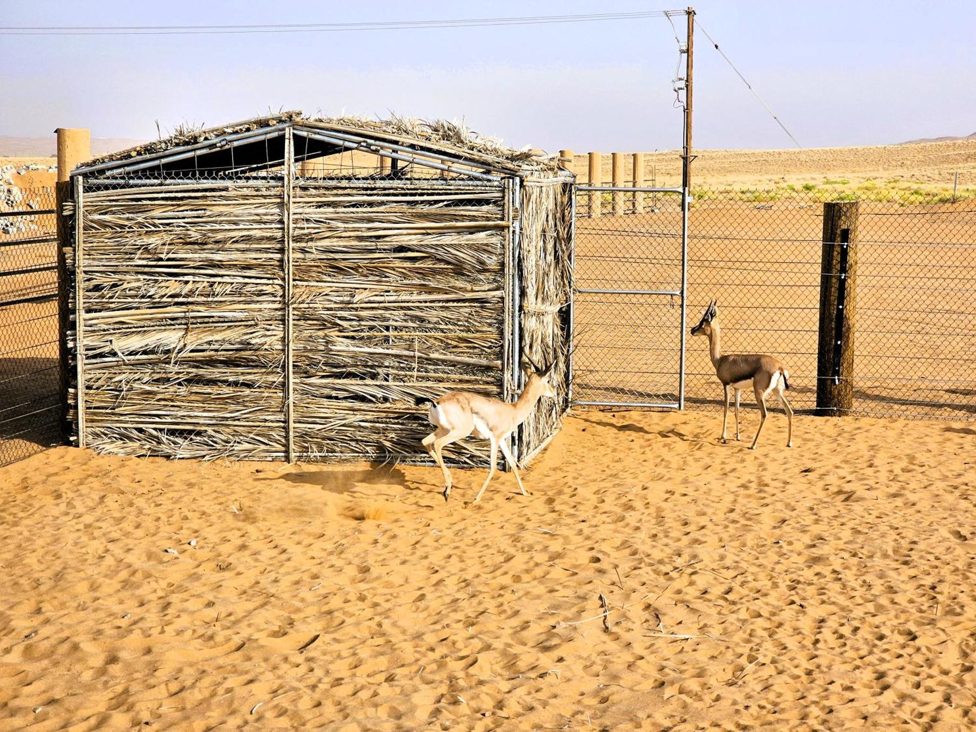 Hotel Al Salam Desert Camp Badīyah Extérieur photo